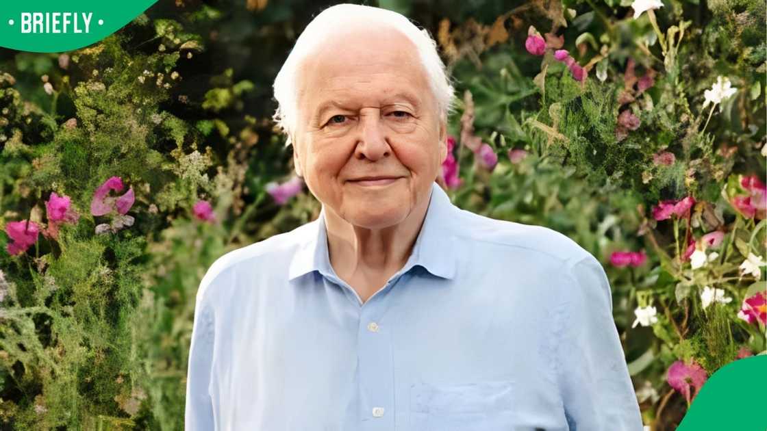 David Attenborough David Attenborough