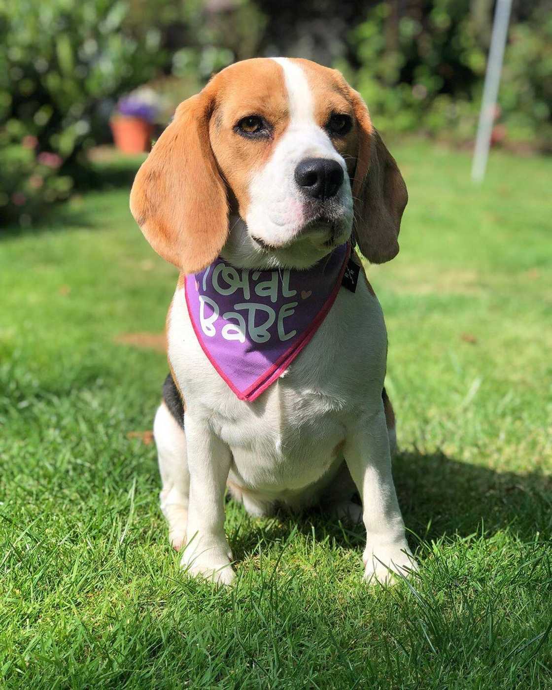 Dog breeds in South Africa Dog breeds in South Africa