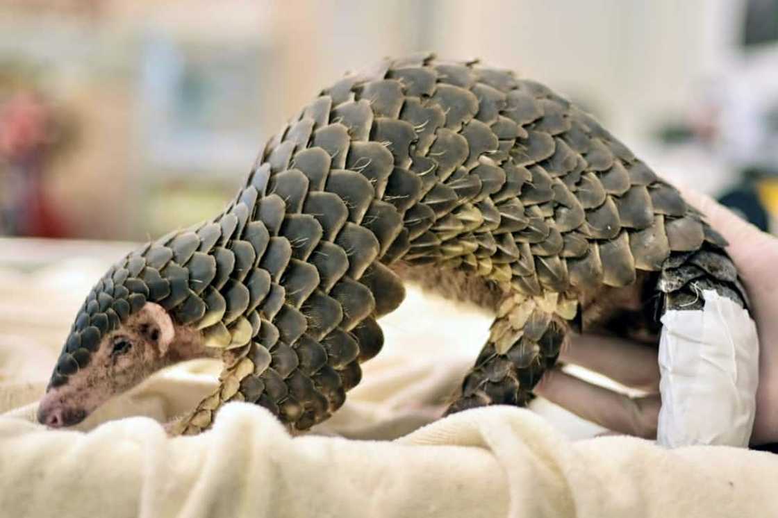 Pangolins are described by conservationists as the world's most trafficked mammal, with traditional Chinese medicine being the main driver Pangolins are described by conservationists as the world's most trafficked mammal, with traditional Chinese medicine being the main driver