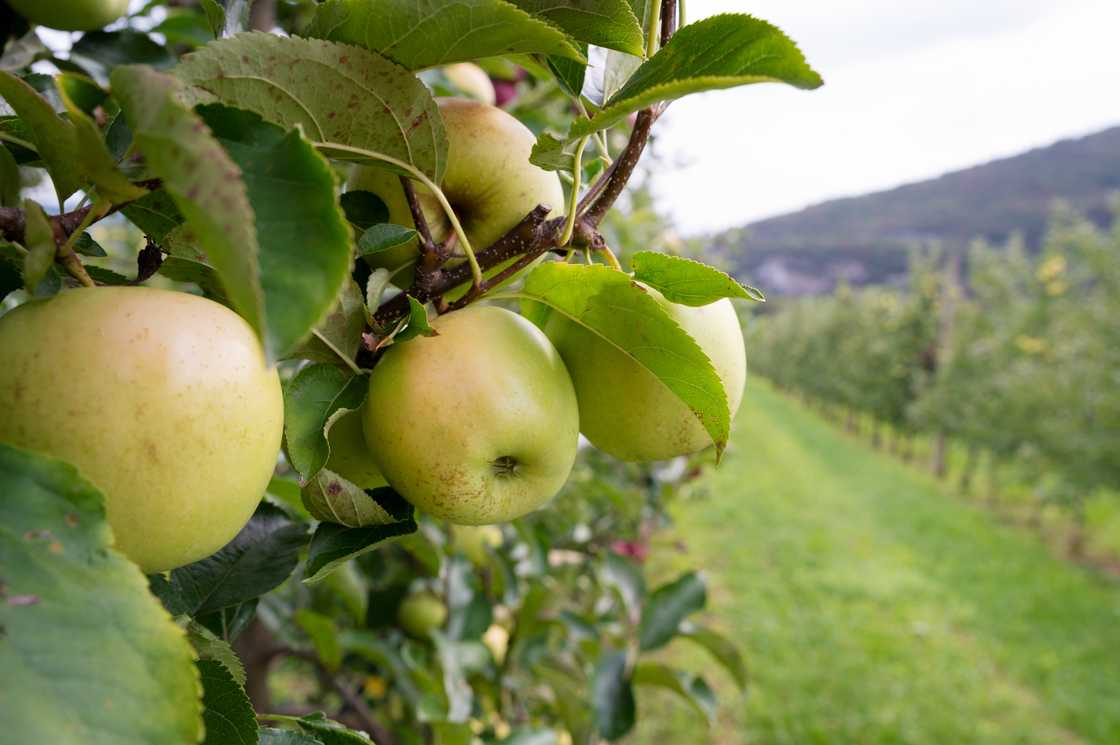 Thailand will trade apples with SA after over a decade