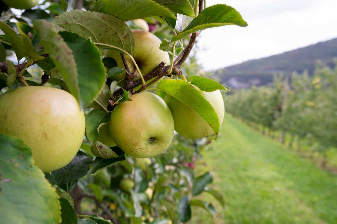 Thailand will trade apples with SA after over a decade Thailand will trade apples with SA after over a decade
