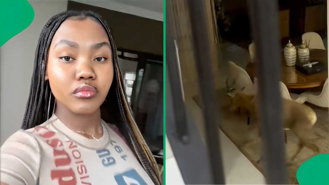 A Mzansi shared a video of a springbok inside her home