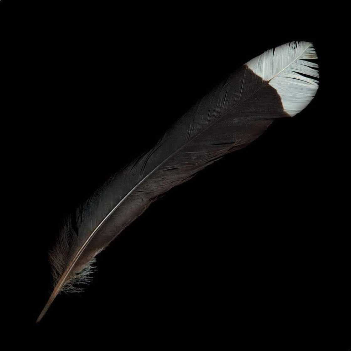 The feather of the Huia Bird The feather of the Huia Bird