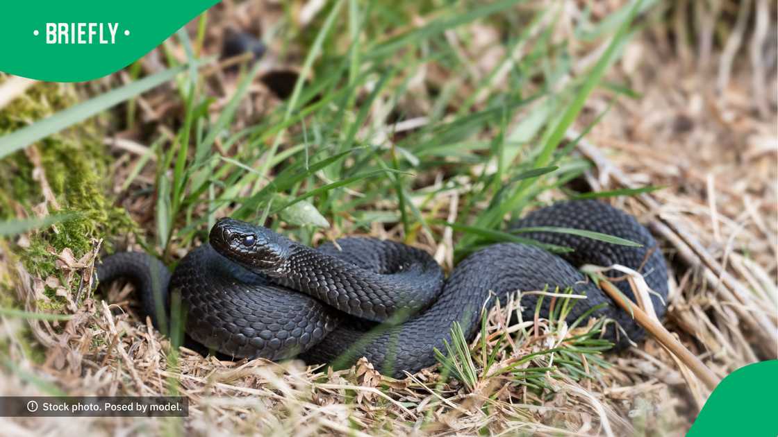 People in certain parts of South Africa regularly stumble on snakes. People in certain parts of South Africa regularly stumble on snakes.