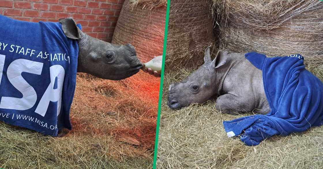 MISA shows love and care for orphaned rhino calves MISA shows love and care for orphaned rhino calves