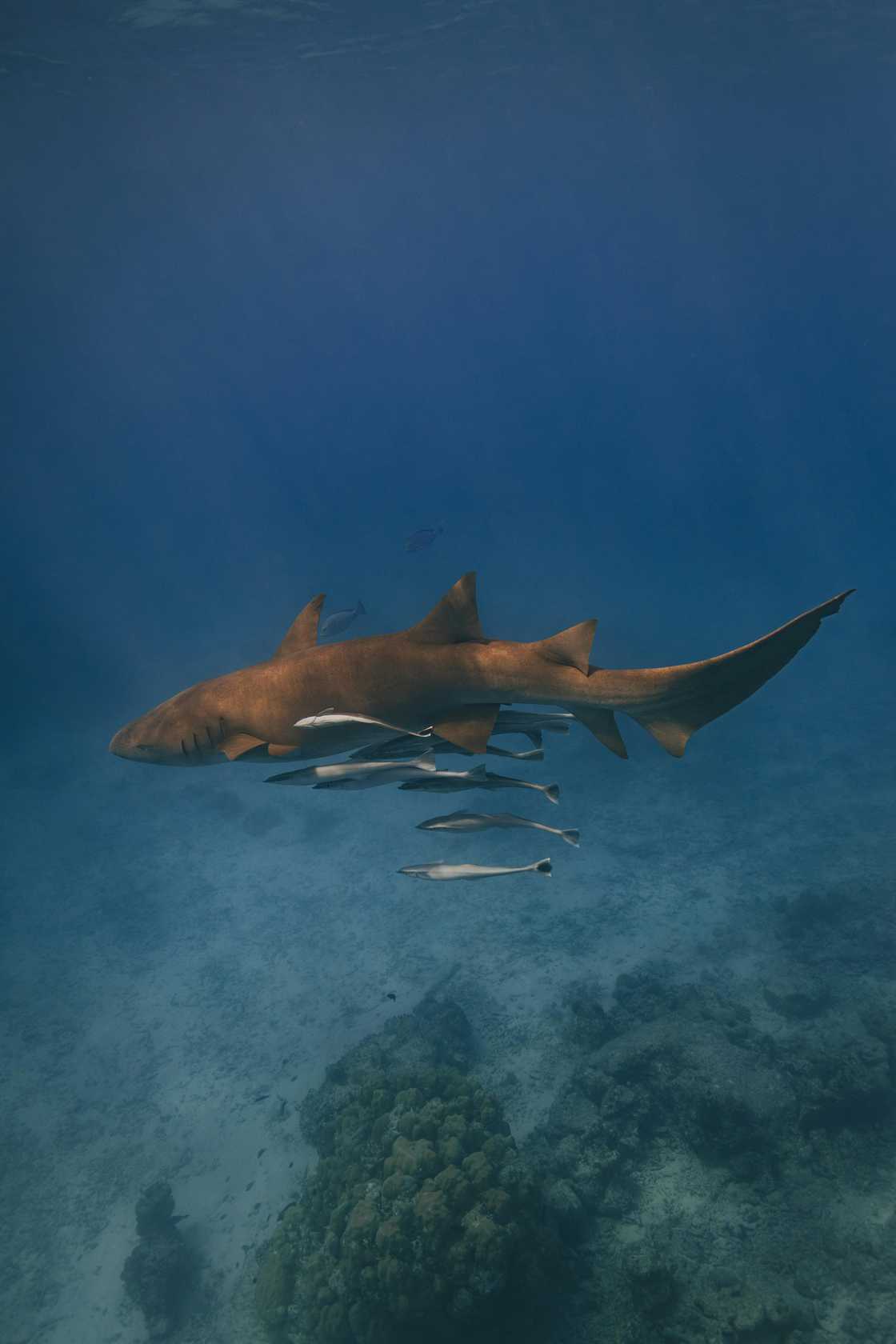 People stunned as woman swims with sharks People stunned as woman swims with sharks
