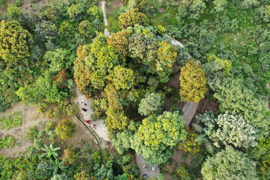 Kaleem Ullah Khan's most-prized tree (C) stands nine metres tall, its leaves a patchwork of different textures and smells from decades of experimentation