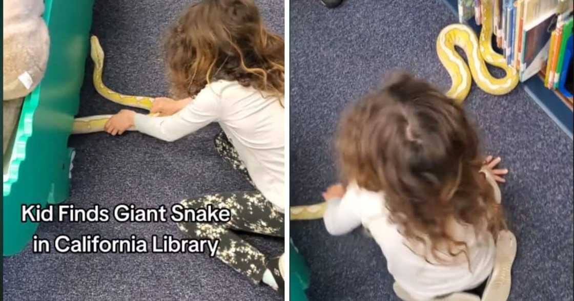 TikTok screenshot of a little girl pulling a python