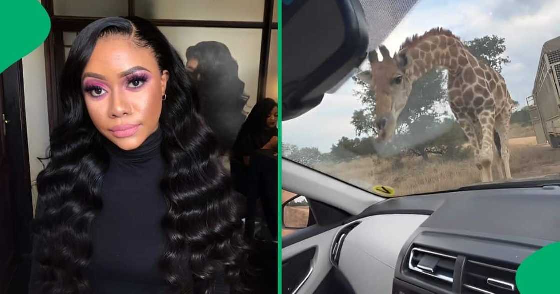 A woman named Ayisha Mthembu filmed a close encounter with a giraffe while on a safari A woman named Ayisha Mthembu filmed a close encounter with a giraffe while on a safari