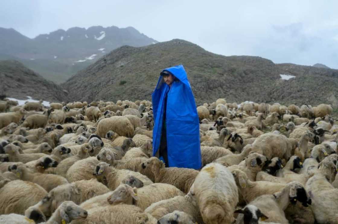 'Nobody would leave their country unless they had to,' says Hafiz Hasimi Meymene, 20, whose fiance is waiting for him in Afghanistan 'Nobody would leave their country unless they had to,' says Hafiz Hasimi Meymene, 20, whose fiance is waiting for him in Afghanistan