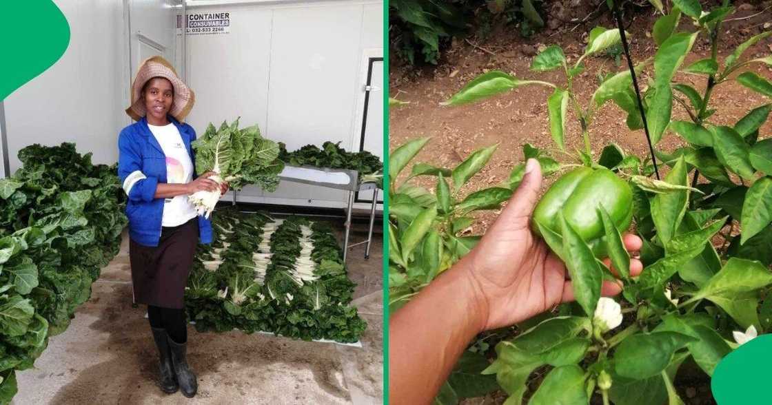 Aphiwe Mtshali pursued farming after her father bought land in 2010. Aphiwe Mtshali pursued farming after her father bought land in 2010.