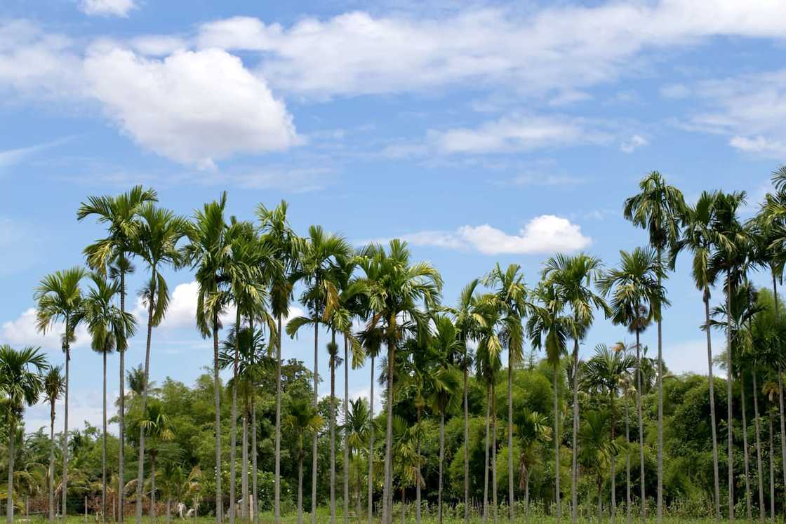 different palm trees in south africa