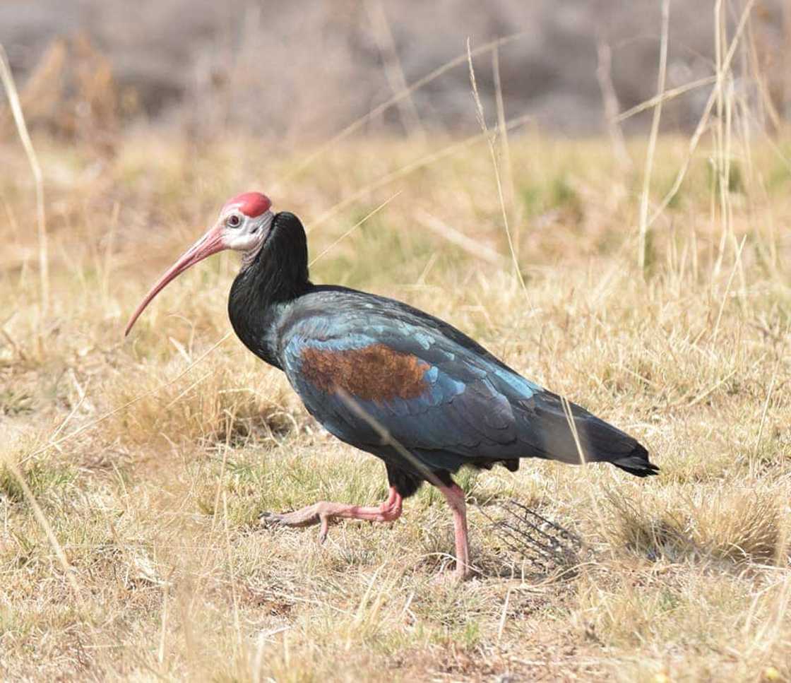 Top 20 extinct and endangered animals in South Africa with images