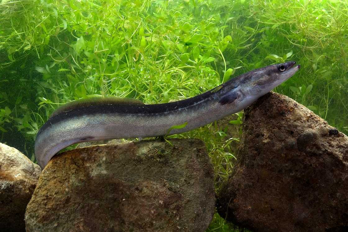 European eel in a river Anguilla Anguilla. European eel in a river Anguilla Anguilla.