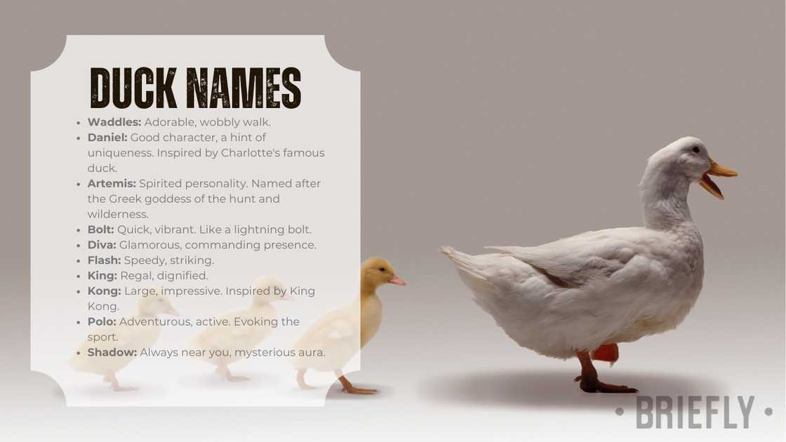 Ducks names