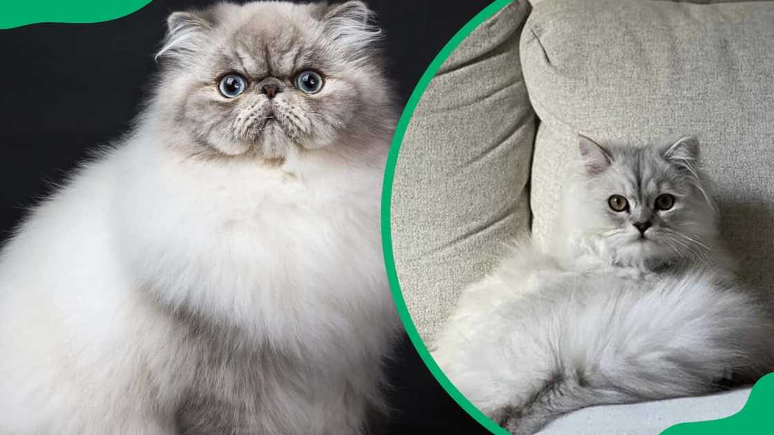 Persian cat breeds