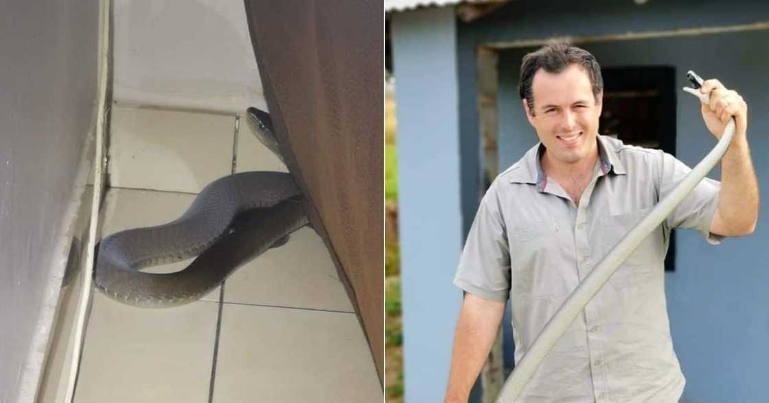 Massive 2.3m Black Mamba, Durban, Nick Evans, South Africa