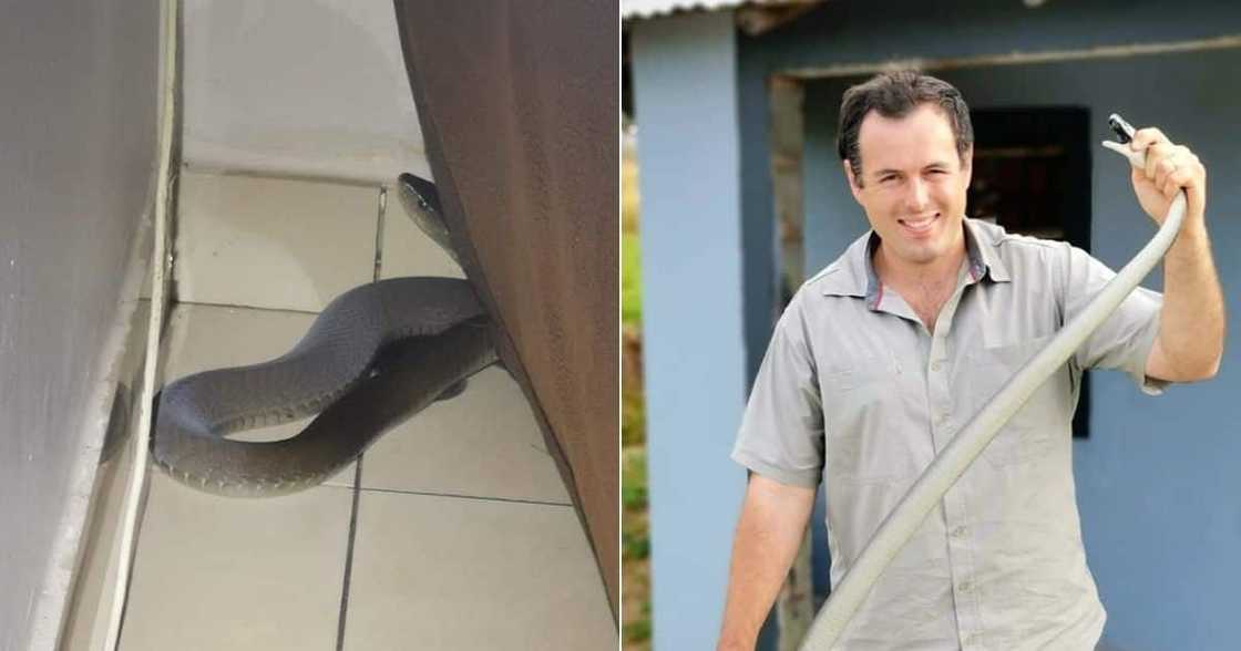 Massive 2.3m Black Mamba, Durban, Nick Evans, South Africa Massive 2.3m Black Mamba, Durban, Nick Evans, South Africa