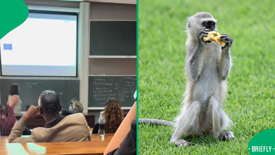 A monkey interrupted a class lecture in a viral TikTok video. A monkey interrupted a class lecture in a viral TikTok video.