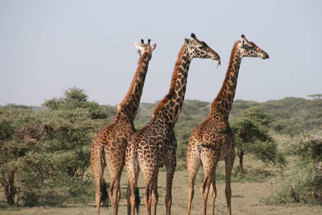 Pretoria Zoo entrance fees in 2024 Pretoria Zoo entrance fees in 2024