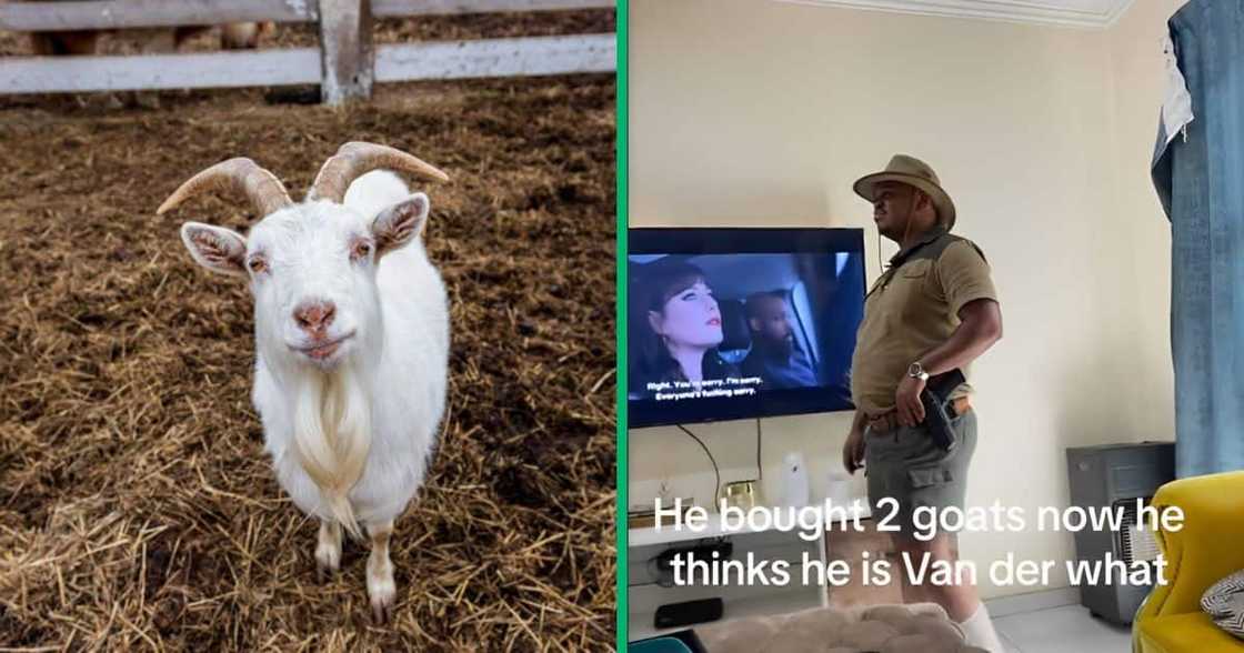 A man trended on TikTok after he wore a khaki outfit after he bought two goats. A man trended on TikTok after he wore a khaki outfit after he bought two goats.