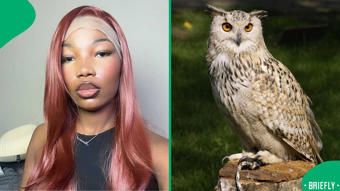 The owl perched calmly as the pair panicked, creating a viral moment of pure comedy