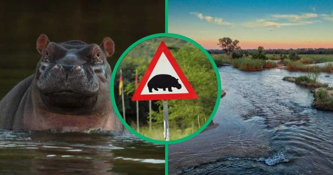Hippo attacks SANParks manager at Kruger National Park Hippo attacks SANParks manager at Kruger National Park
