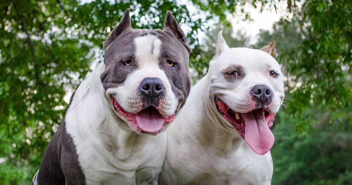 Limpopo pit bull attack Limpopo pit bull attack