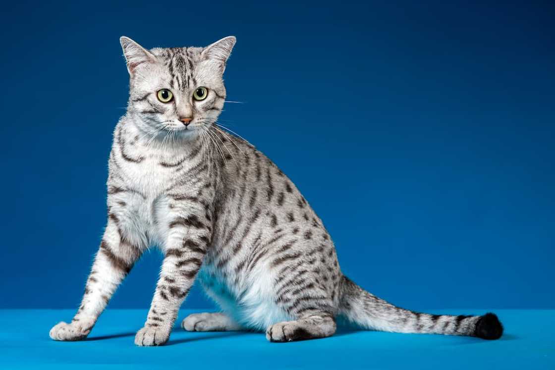 The Egyptian Mau cat on blue background. The Egyptian Mau cat on blue background.