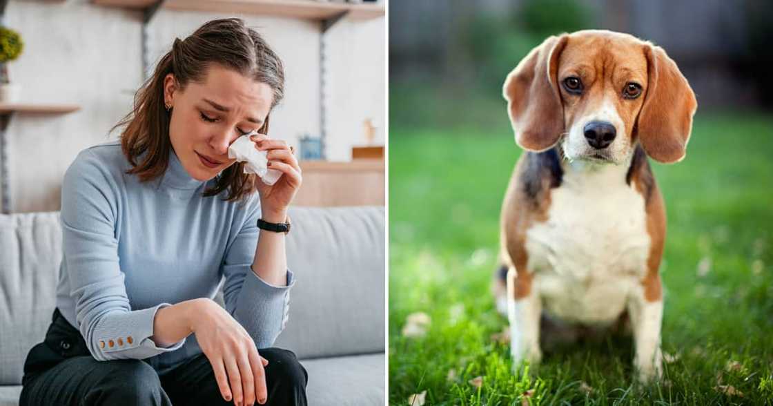 The lady went on a local radio station to offer a R10k reward to anyone who finds her precious Luke The lady went on a local radio station to offer a R10k reward to anyone who finds her precious Luke
