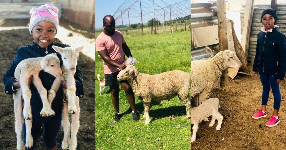 Dad, buys livestock, kids, teach business Dad, buys livestock, kids, teach business