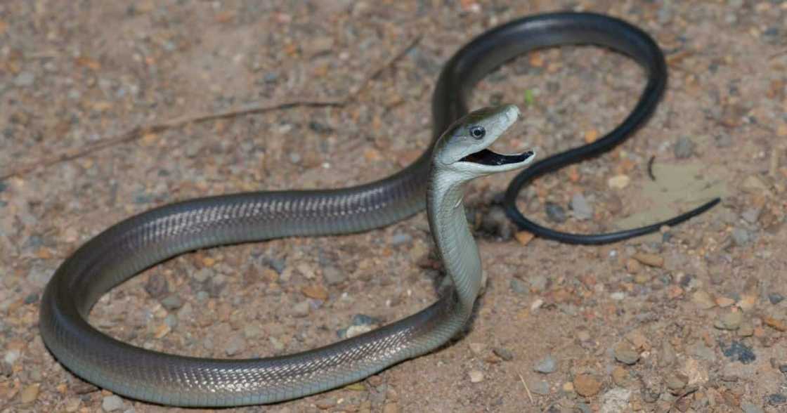 A woman fearlessly captured a black mamba in a TikTok video