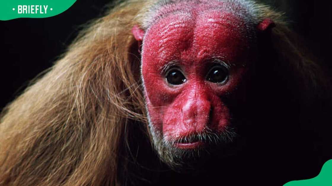 Uakari monkey resting on a branch