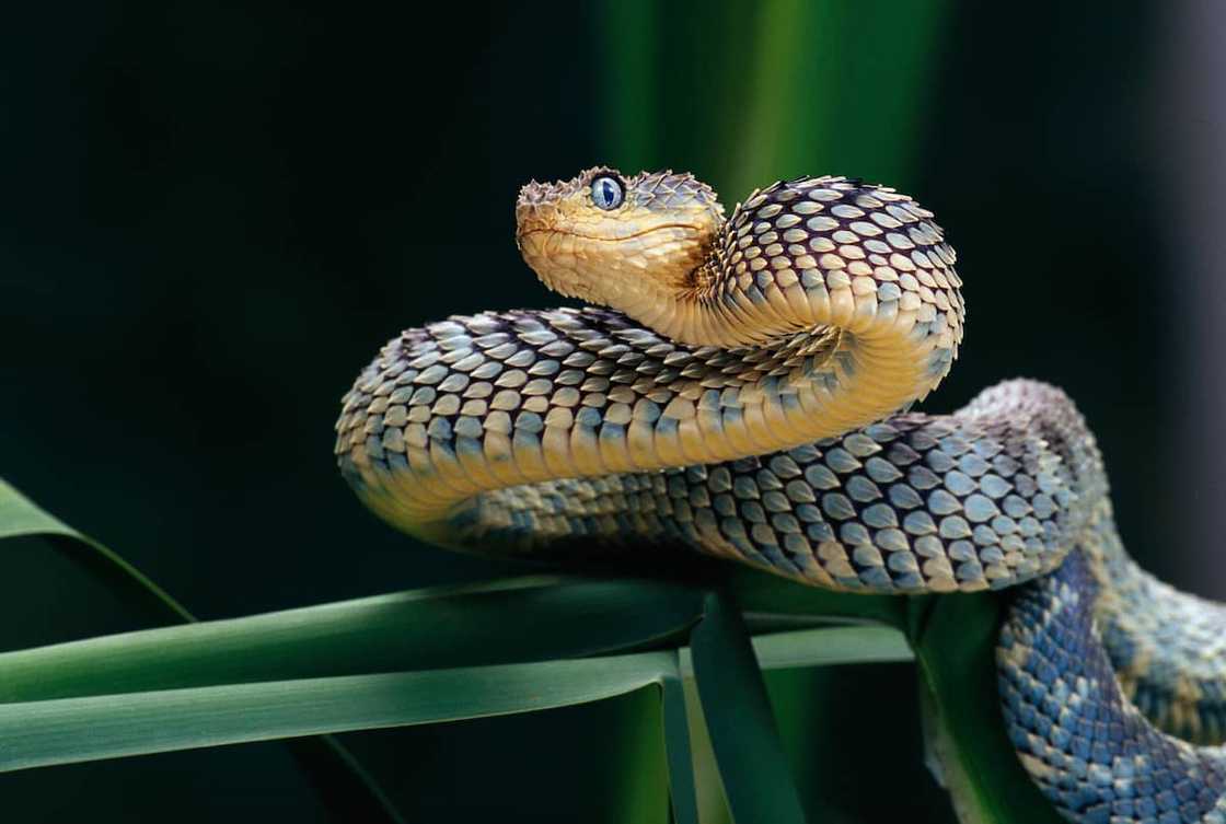 Rough scaled viper preparing to strike