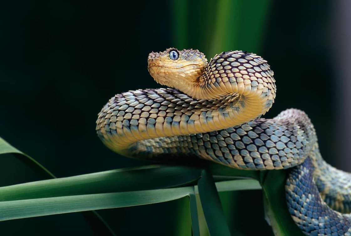 Rough scaled viper preparing to strike Rough scaled viper preparing to strike