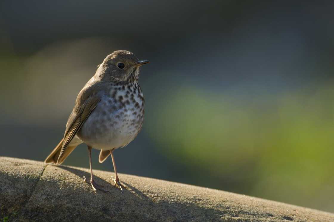 Nightingale Wren on a rock surface