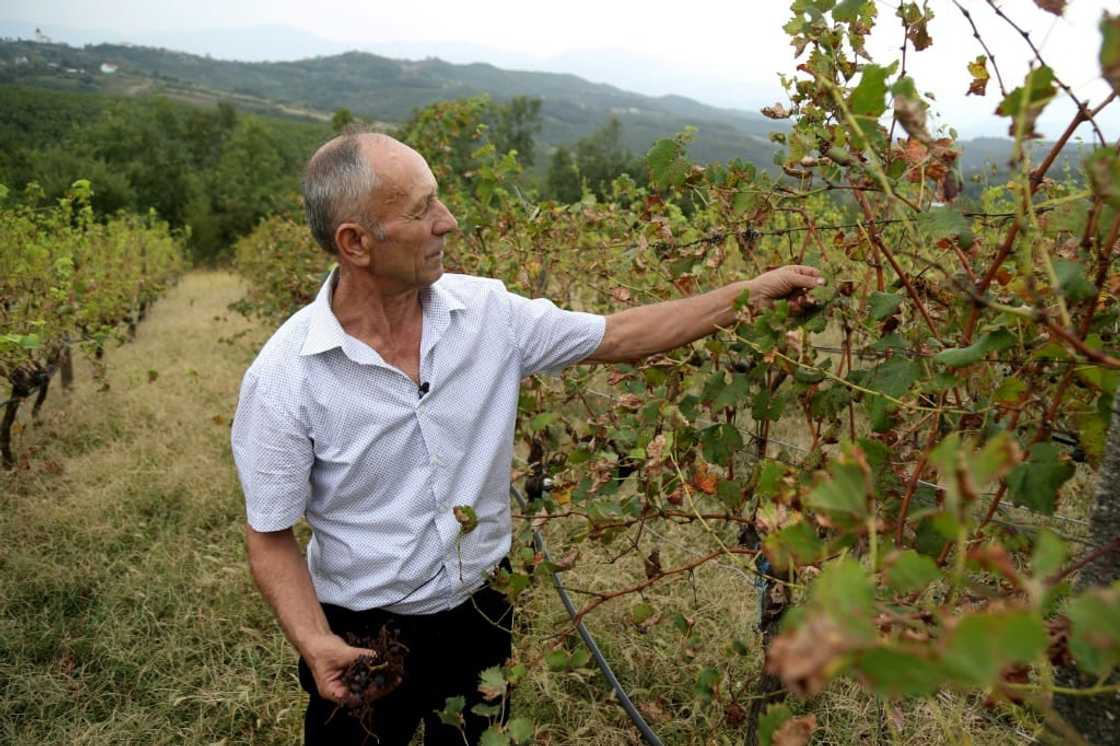 After decades of growing vines, Albanian winemakers are having to adapt to a warmer world and all that comes with it After decades of growing vines, Albanian winemakers are having to adapt to a warmer world and all that comes with it