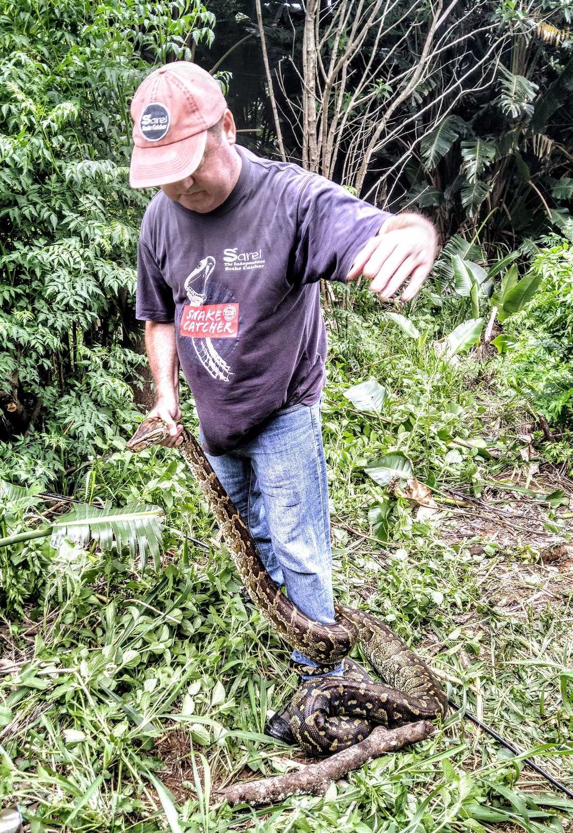 Facebook users were shocked to see a big snake caught by a snake handler