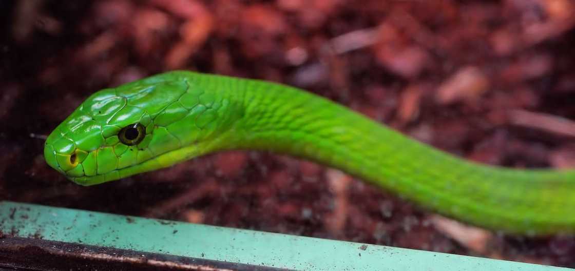 Snakes of South Africa identification Snakes of South Africa identification