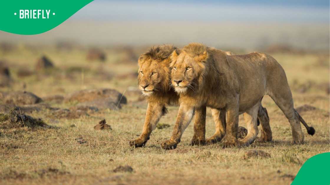 A group of lions ambushed a safari car in a TikTok video. A group of lions ambushed a safari car in a TikTok video.