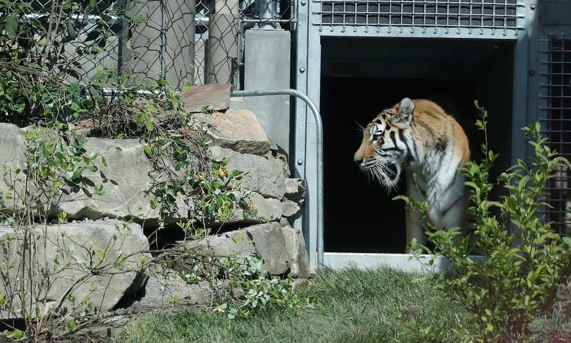 Park manager, death threats, man killed by tiger, park