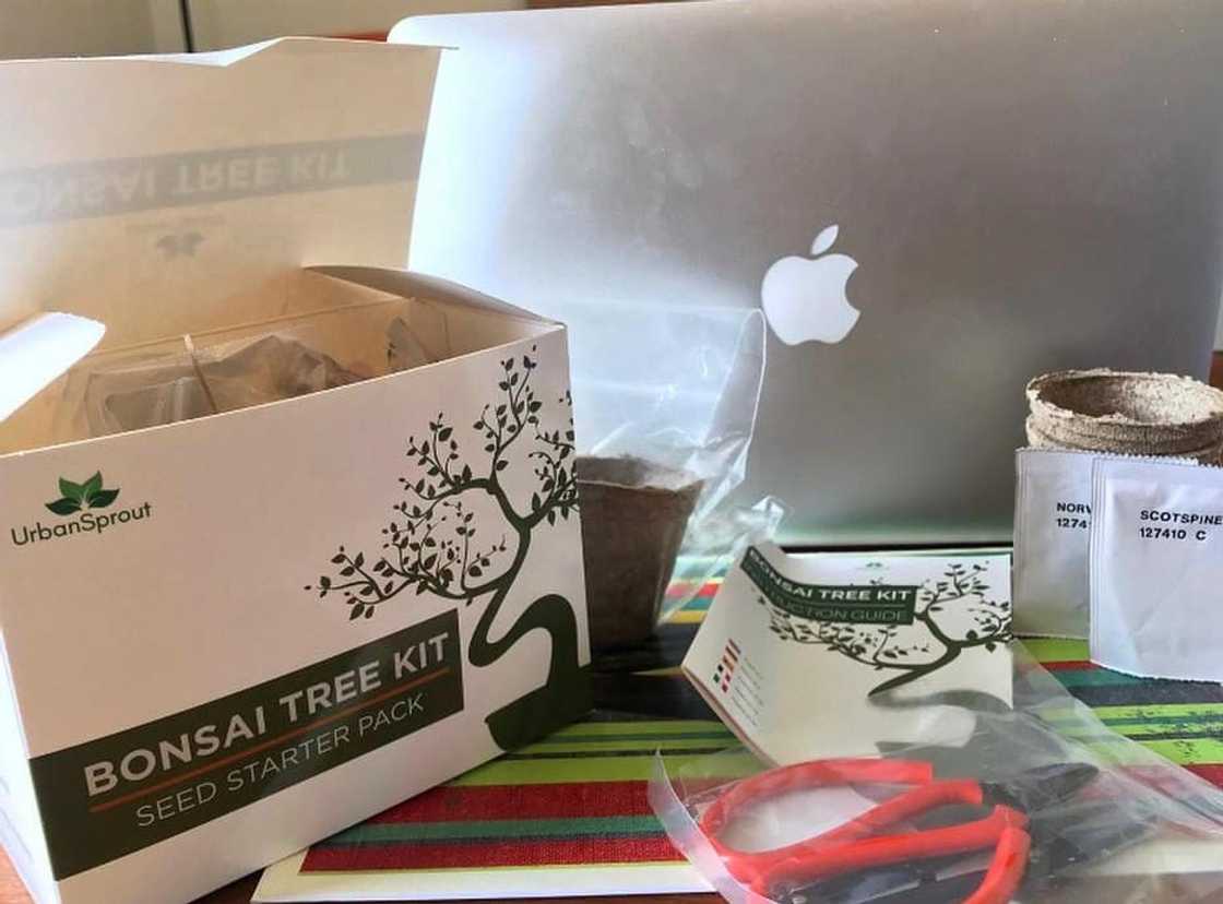 Grow It Bonsai Tree kit Grow It Bonsai Tree kit