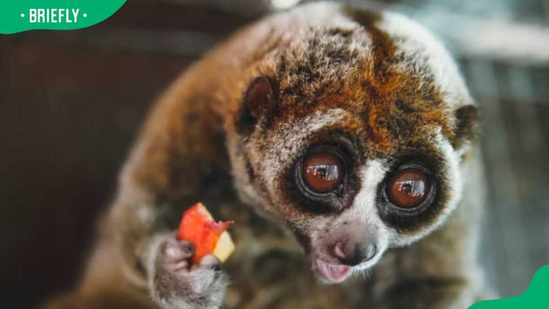 Slow Loris eating a fruit Slow Loris eating a fruit