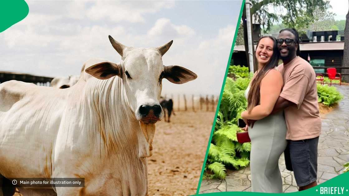 A herd of cows stunned an American-Mexican woman.