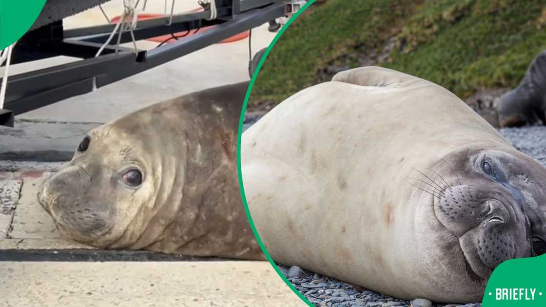 Gordy, the elephant seal has resurfaced again in a new location in Cape Town Gordy, the elephant seal has resurfaced again in a new location in Cape Town