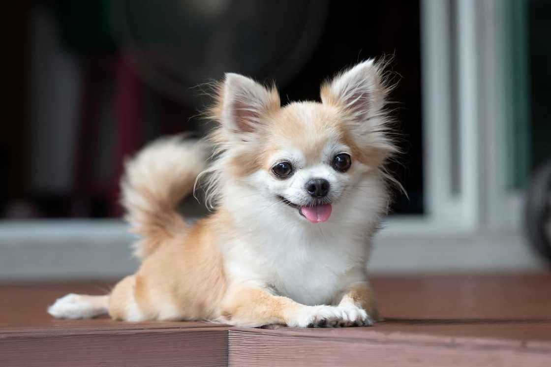 A brown Chihuahua sitting on the floor A brown Chihuahua sitting on the floor