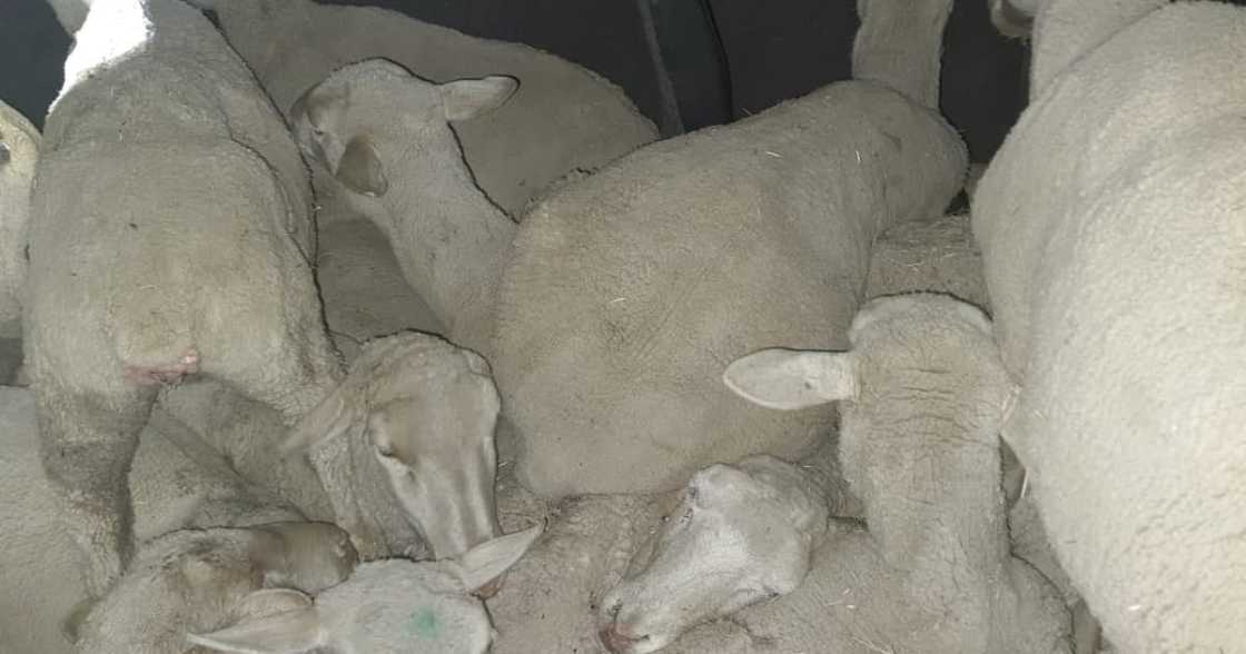 SAPS, arrest, stock thief, sheep, crime SAPS, arrest, stock thief, sheep, crime
