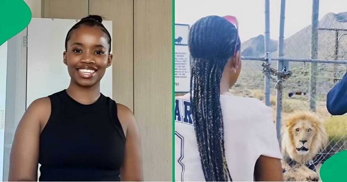 A TikTok video shows a woman making eye contact with a lion. A TikTok video shows a woman making eye contact with a lion.