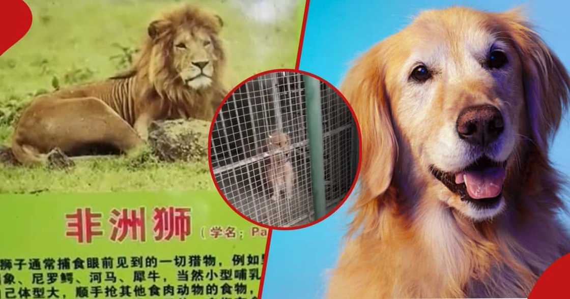 Chinese zoo displays golden retriever in African lion enclosure Chinese zoo displays golden retriever in African lion enclosure
