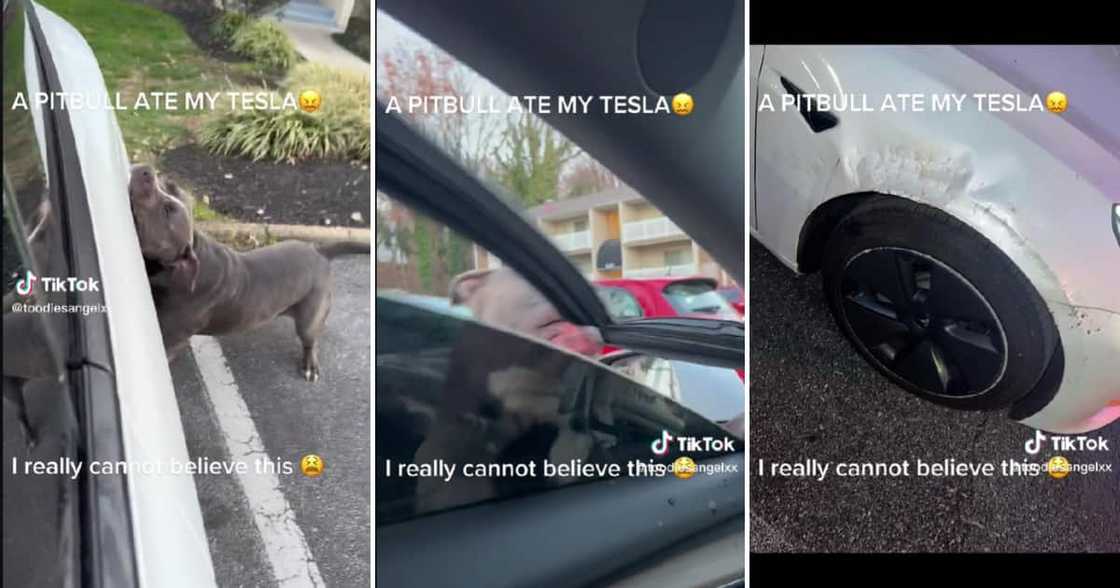 The dog left some blood on the side of the lady's door. The dog left some blood on the side of the lady's door.